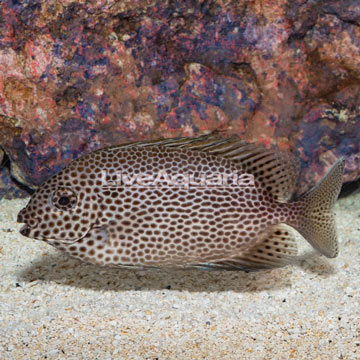 Brown Spotted Spinefoot