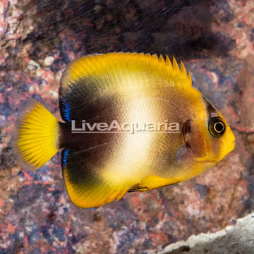 African Angelfish