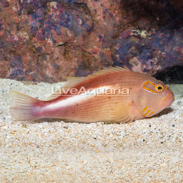 Arc-eye Hawkfish 