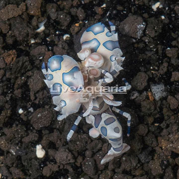 Harlequin Shrimp, Male