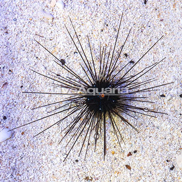 Black Longspine Urchin 