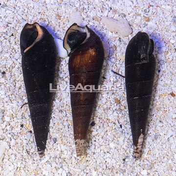 Lava Snail, 3 Lot