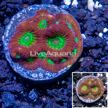 USA Cultured Ring of Fire Favites Frag