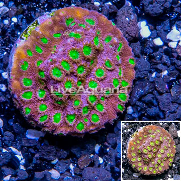 USA Cultured Bling Bling Cyphastrea Frag