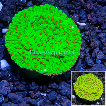 USA Cultured Seasons Greetings Montipora Frag