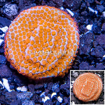 USA Cultured Superman Porites Frag