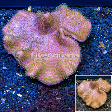 Toadstool Leather Coral Vietnam