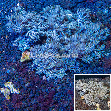 Xenia Coral Indonesia