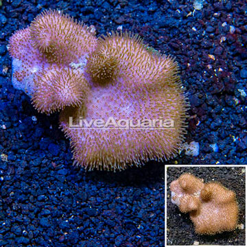 Toadstool Leather Coral Vietnam