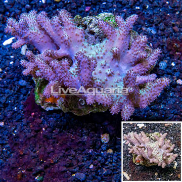 Sinularia Leather Coral Vietnam