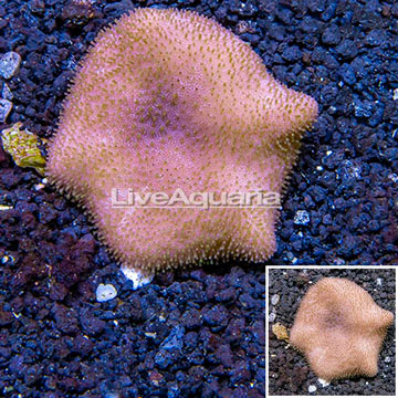 Toadstool Leather Coral Vietnam