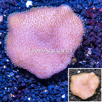 Toadstool Leather Coral Vietnam