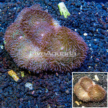 Hairy Mushroom Coral Indonesia