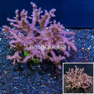 Cauliflower Colt Coral Indonesia