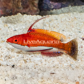 Ruby Longfin Fairy Wrasse