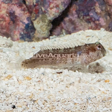 Chestnut Blenny