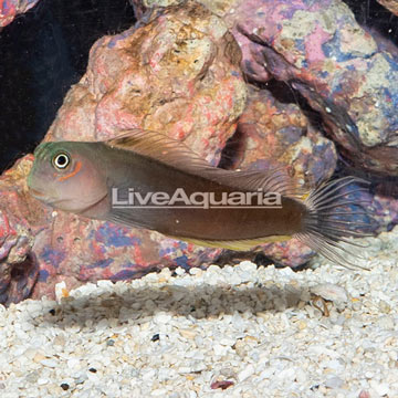 Black Sailfin Blenny