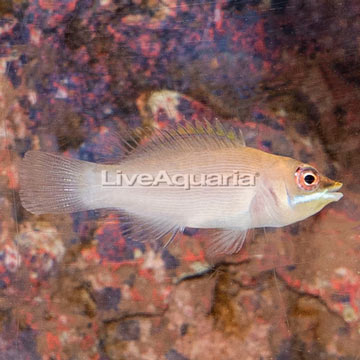 Scarlet Pin Stripe Wrasse 