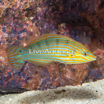 Melanurus Wrasse