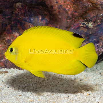 Yellow Angelfish 