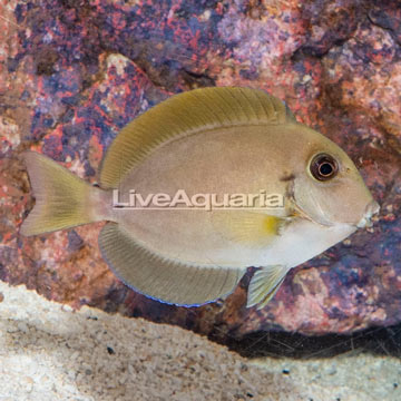 Epaulette Surgeonfish