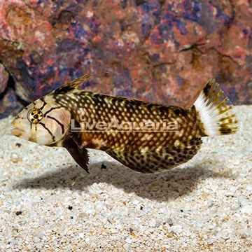 Dragon Wrasse