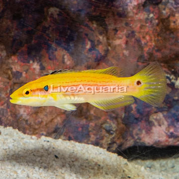 Yellow Candy Hogfish