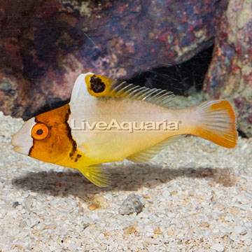 Bicolor Parrotfish