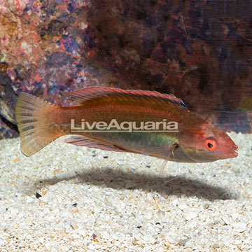 Threadfin Fairy Wrasse