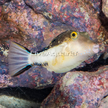 Bennett's Sharpnose Puffer