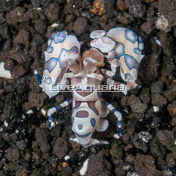 Harlequin Shrimp, Male