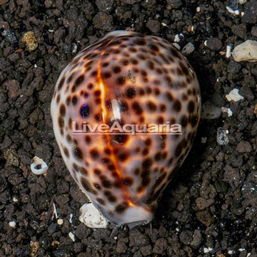 Cowrie Tiger Snail