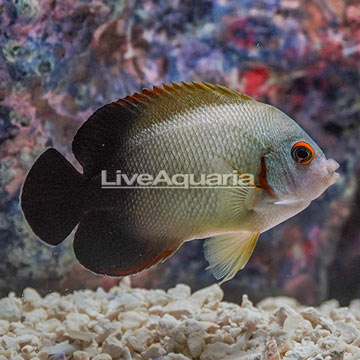 Half Black Angelfish