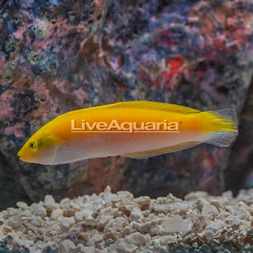 Yellow Wrasse