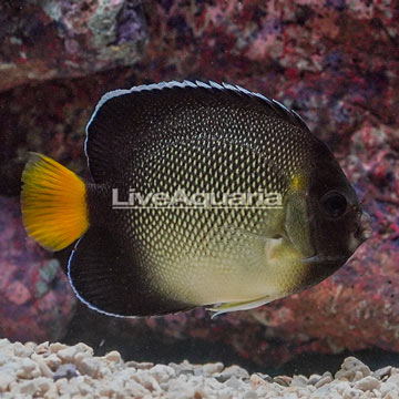 Cream Angelfish