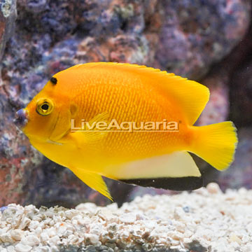 Flagfin Angelfish