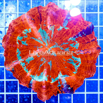 Meat Coral Australia