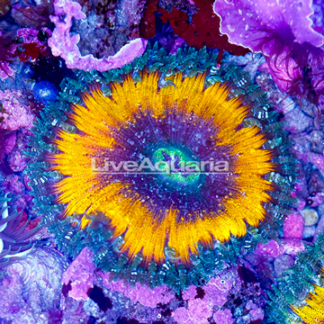 Rock Flower Anemone