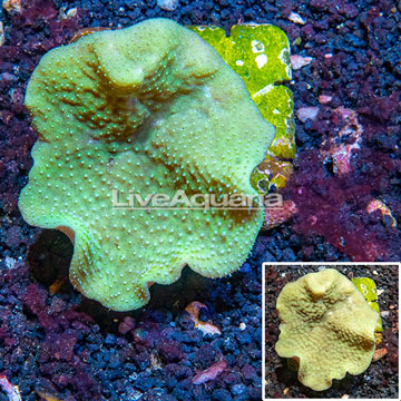 Toadstool Mushroom Leather Coral Australia