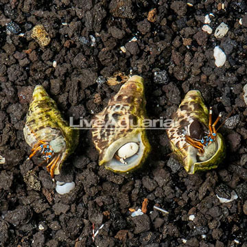 Dwarf Zebra Hermit Crab Trio