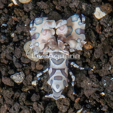 Harlequin Shrimp, Female