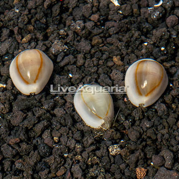 Gold Ring Cowrie, 3 lot