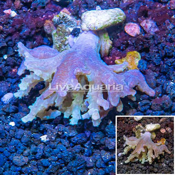 Sinularia Leather Coral Vietnam