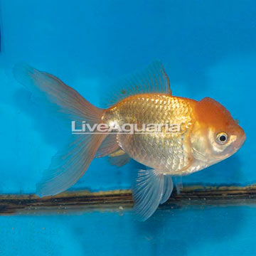 Oranda Goldfish