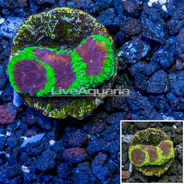 USA Cultured Wolverine Favia Coral