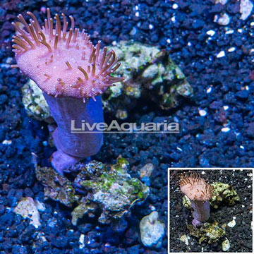 Toadstool Leather Coral Vietnam