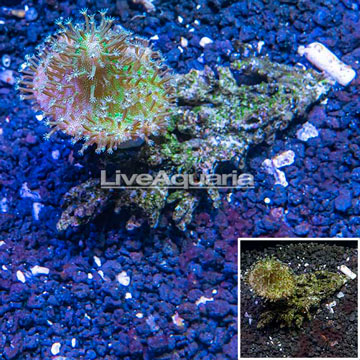 Devil's Hand Leather Coral Vietnam