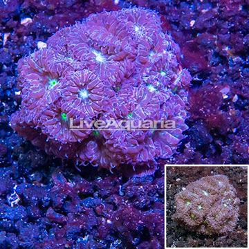 LiveAquaria® Cultured Blastomussa Coral