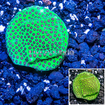 USA Cultured Jolly Green Giant Porites Frag Coral