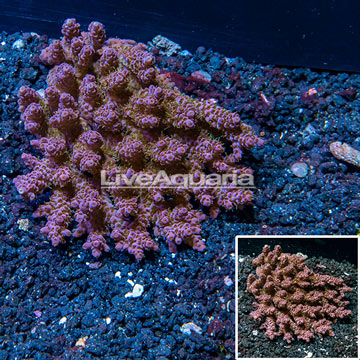 Acropora Coral Australia